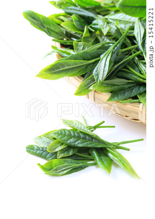 茶葉 15415221