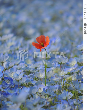 一輪の花 15415480