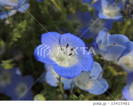 凛としたネモフィラ 15415481