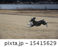 河口湖畔を走るシュナウザー 15415629