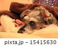 プチホテルで休息中のシュナウザー 15415630