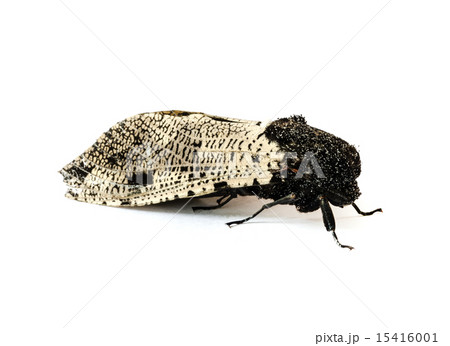 moth . moth . 15416001