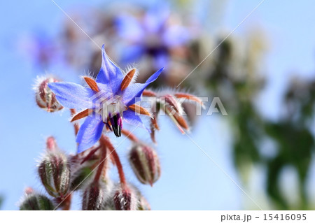 ルリジサの花 ルリジサの花 15416095