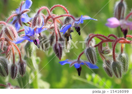 ルリジサの花 15416099