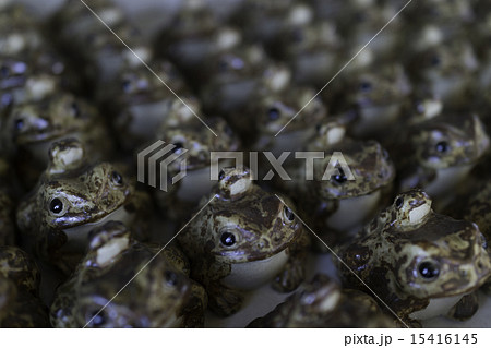 カエル カエル 15416145