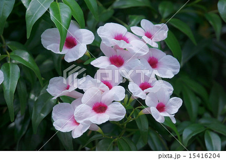 素馨凌霄花 ソケイノウゼンと申します の写真素材