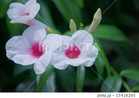 素馨凌霄花 ソケイノウゼンと申します。 素馨凌霄花 ソケイノウゼンと申します。 15416205