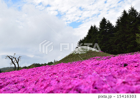 芝桜の富士山 15416303