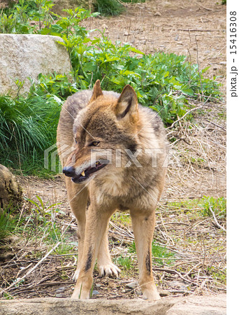 多摩動物公園 タイリクオオカミの写真素材