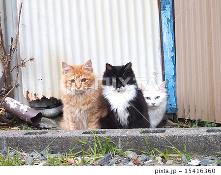 お座りしてカメラ目線の三匹の野良猫 15416360