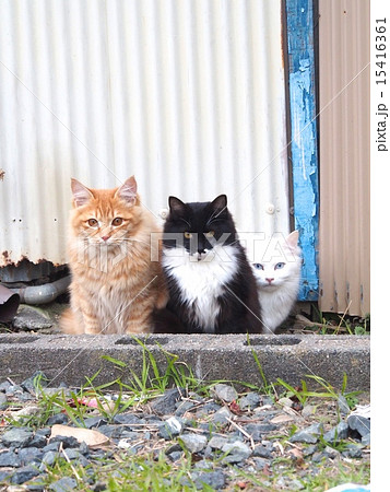 お座りしてカメラ目線の三匹の野良猫 15416361