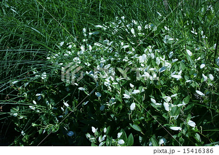半夏生と太藺　ハンゲショウとフトイ 15416386