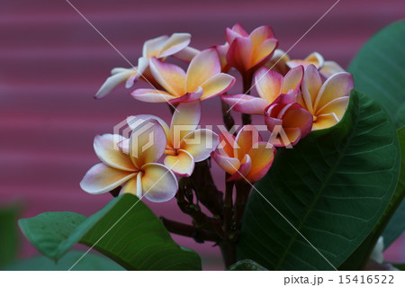 インド素馨　インドソケイ　プルメリアとも呼ばています。 15416522