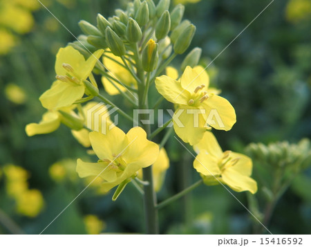 菜の花・イメージ(21) 菜の花・イメージ(21) 15416592