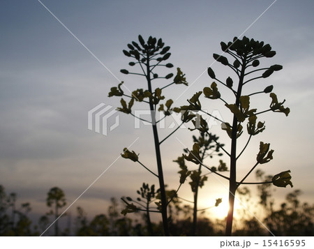 菜の花・イメージ(24) 菜の花・イメージ(24) 15416595