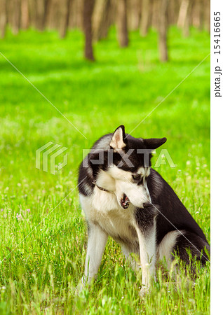 Husky dog on green grass in summer 15416665