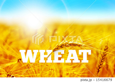 Wheat field 15416679