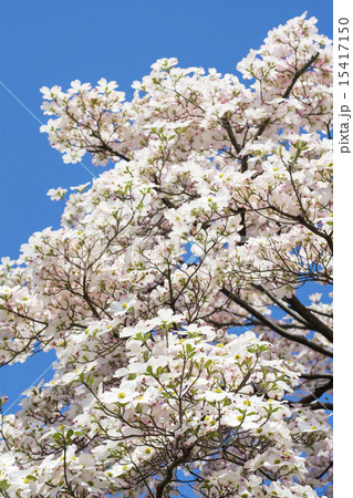 旬のハナミズキ 15417150