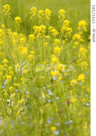 菜の花 菜の花 15417381