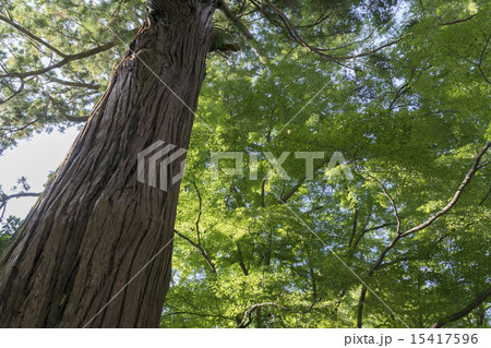 杉の大木 杉の大木 15417596