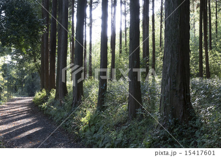 杉並木 15417601