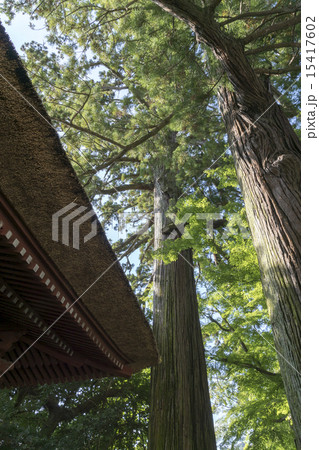 茅葺屋根 15417602