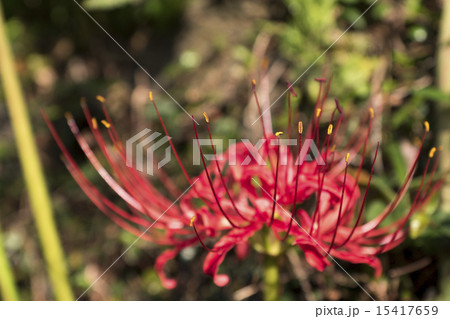 彼岸花 15417659