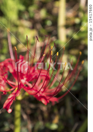 彼岸花 彼岸花 15417660