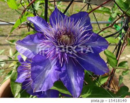 マルチブルー 15418140