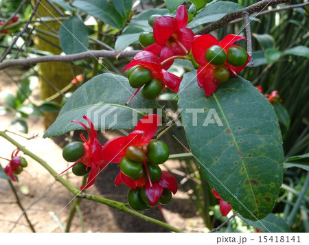 ミッキーマウスの木 15418141