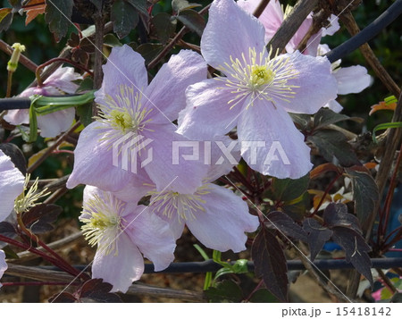 メイリーン 15418142