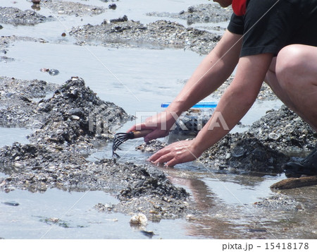 潮干狩り 15418178