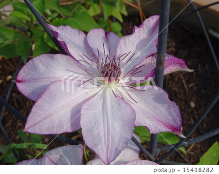 面白 面白 15418282