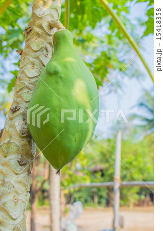 papaya on the tree 15418358