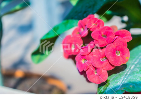 Red flowers 15418359