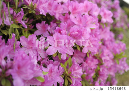 初夏の花 ツツジ4 初夏の花 ツツジ4 15418648