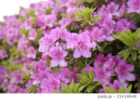 初夏の花 ツツジ5 初夏の花 ツツジ5 15418649