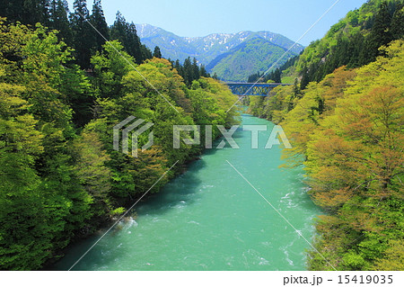 飛越峡合掌ラインの新緑 15419035