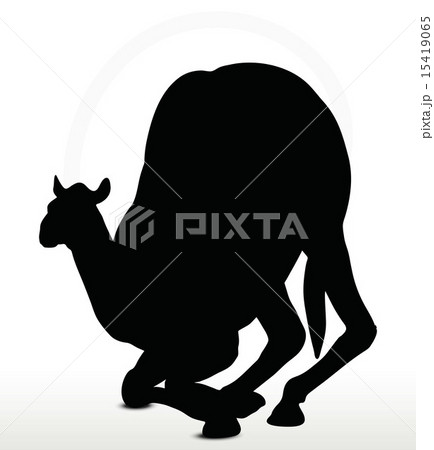 camel in Kneeling pose 15419065