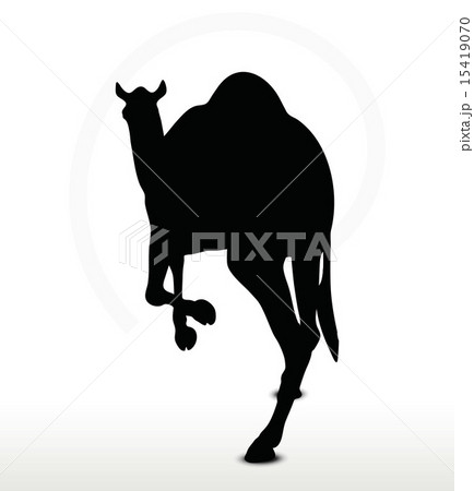 camel in Running pose 15419070