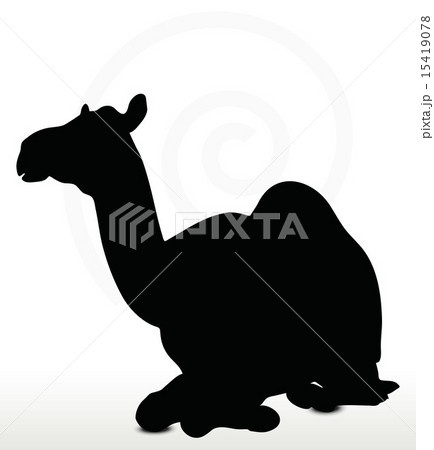 camel in Sitting pose camel in Sitting pose 15419078