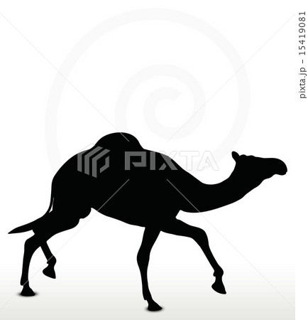 camel in Trotting pose 15419081
