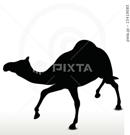 camel in Trotting pose 15419085