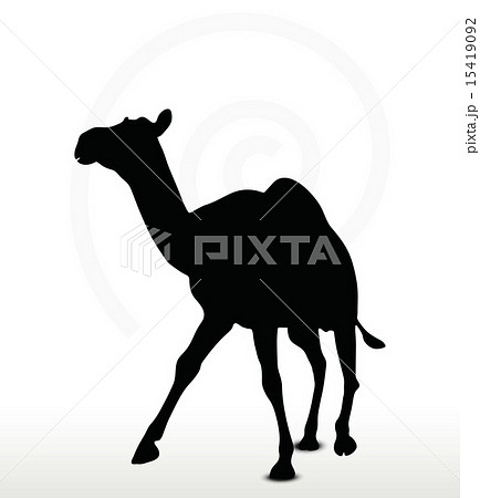 camel in Trotting pose 15419092