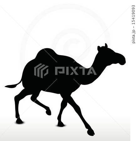 camel in Trotting pose 15419093