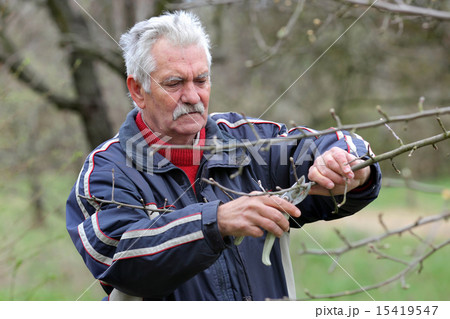 Agriculture, pruning in orchard senior man working Agriculture, pruning in orchard senior man working 15419547