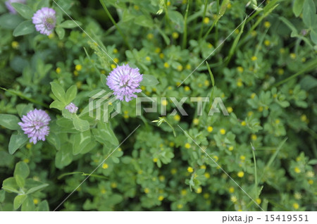初夏の花 アカツメクサ5 初夏の花 アカツメクサ5 15419551