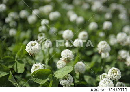 初夏の花　シロツメクサ（クローバーの花）１ 15419556