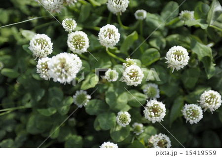 初夏の花　シロツメクサ（クローバーの花）４ 15419559
