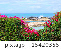 ブーゲンビリアと海 15420355